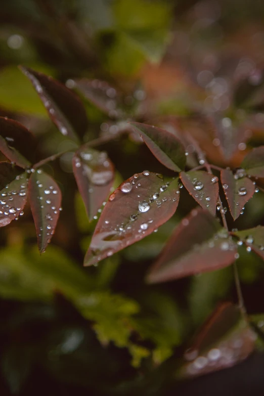 a close up of a plant with water droplets on it, unsplash, tonalism, maroon, bushes and leafs, medium long shot, brown