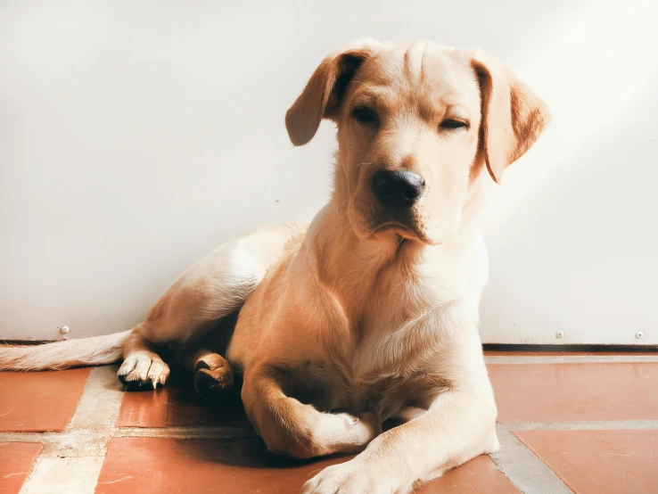 a dog that is laying down on the floor, pexels contest winner, beige, caucasian, puppy, 2 3 years old