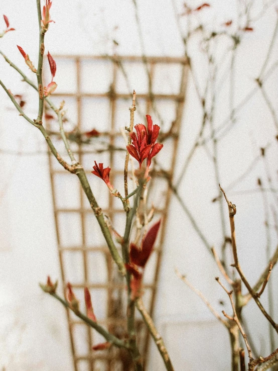 a vase filled with red flowers sitting on top of a table, by Andrée Ruellan, trending on unsplash, spike - like branches, in bloom greenhouse, almond blossom, detail shot