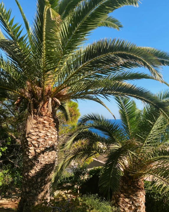 a couple of palm trees sitting on top of a lush green field, unsplash, les nabis, mediterranean beach background, 💋 💄 👠 👗, thumbnail, view from inside