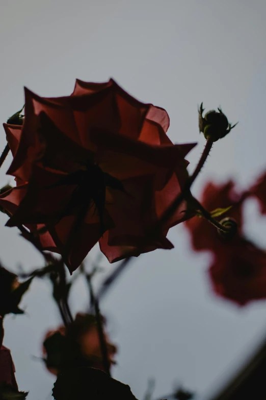 a close up of a flower with a sky in the background, an album cover, unsplash contest winner, romanticism, red neon roses, dark red and black color palette, giant thorns, up there