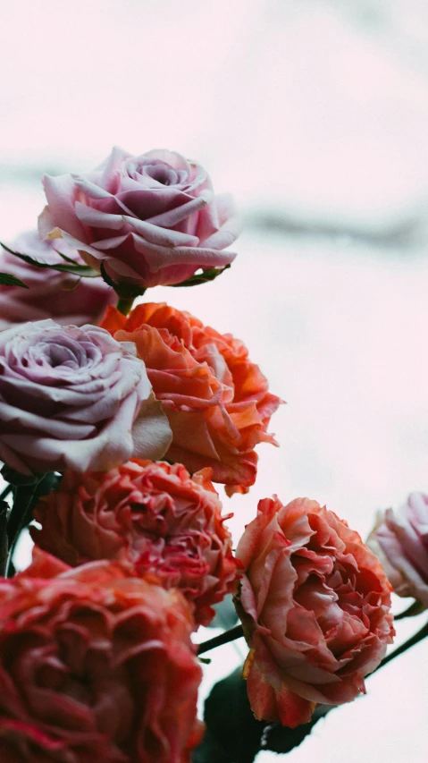a close up of a bunch of flowers in a vase, by Alice Mason, unsplash, exploding roses, toned orange and pastel pink, ominous beautiful mood, on grey background
