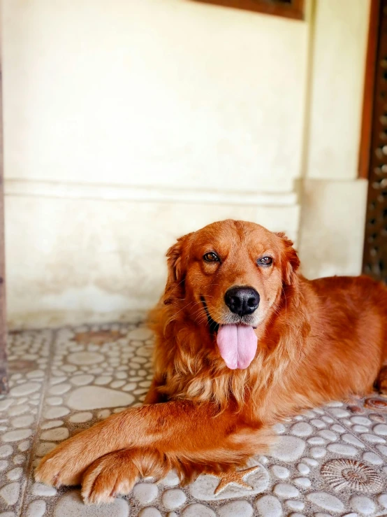a large brown dog laying on top of a tiled floor, pexels contest winner, sumatraism, with a orientalist smileful face, golden, laos, in front of the house