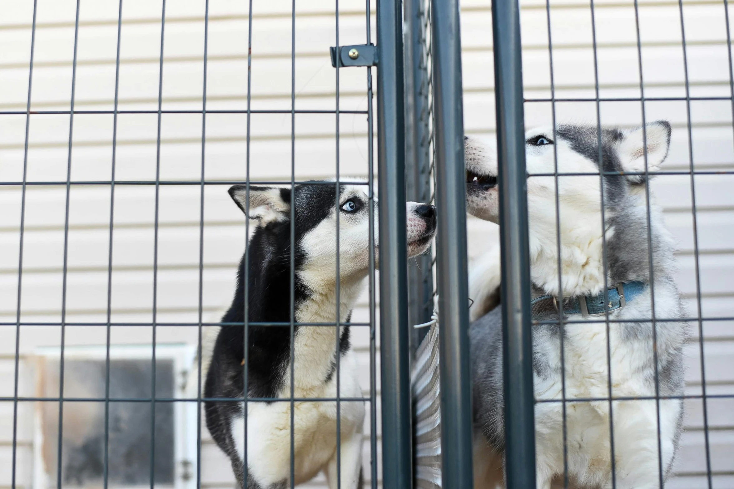 a couple of dogs standing next to each other in a cage, by Emma Andijewska, shutterstock, siberian husky, 15081959 21121991 01012000 4k, adoptables, people watching around