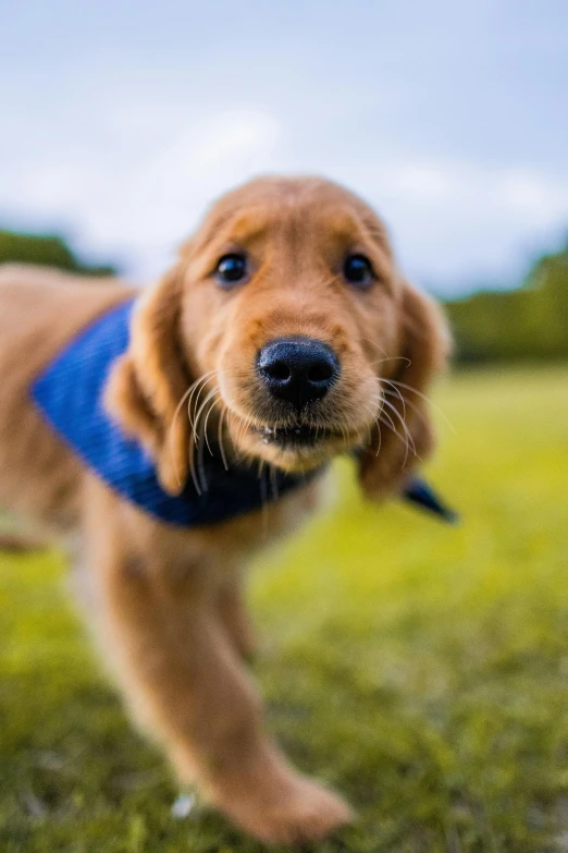 a small brown dog standing on top of a lush green field, a picture, shutterstock, golden retriever, crawling towards the camera, blue, gif