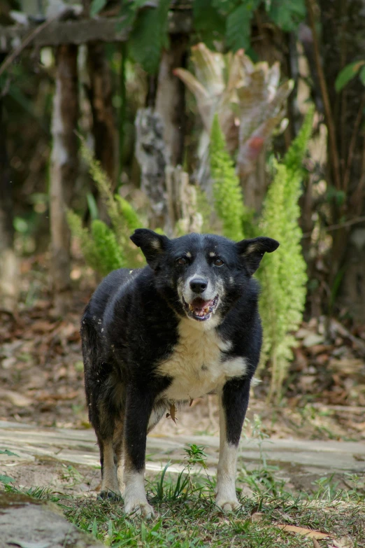 a black and white dog standing on top of a lush green field, tree kangaroo, aged 4 0, very sweaty, in a jungle environment