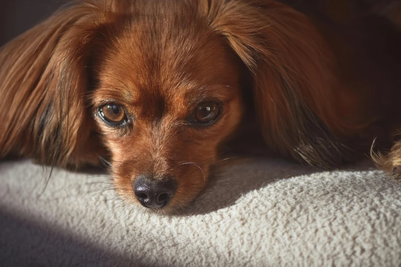 a brown dog laying on top of a white blanket, pexels contest winner, renaissance, confident shaded eyes, small dog, gif, portrait shot 8 k