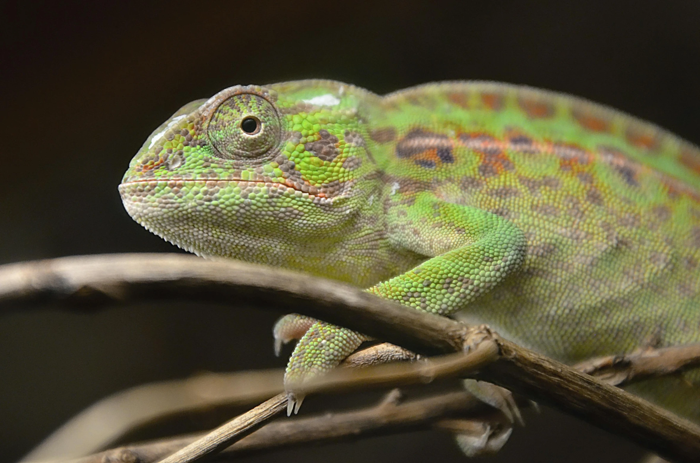 a green chamelon sitting on top of a tree branch, pexels contest winner, renaissance, multicoloured, portrait of a small, speckled, australian