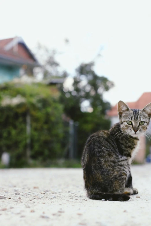 a cat sitting in the middle of a street, in front of the house