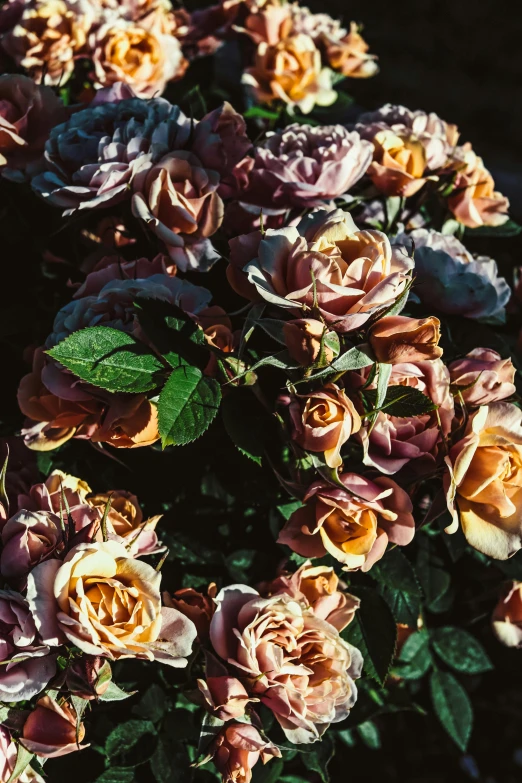 a close up of a bunch of flowers, an album cover, inspired by Elsa Bleda, romanticism, rose garden, decaying dappled sunlight, various sizes, fujicolor sample