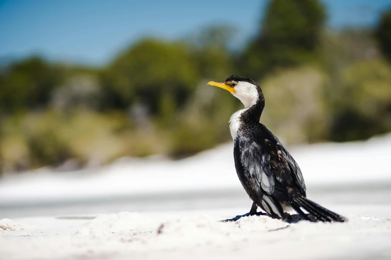 a black and white bird sitting on top of a sandy beach, white sand beach, yellow beak, shag, australian