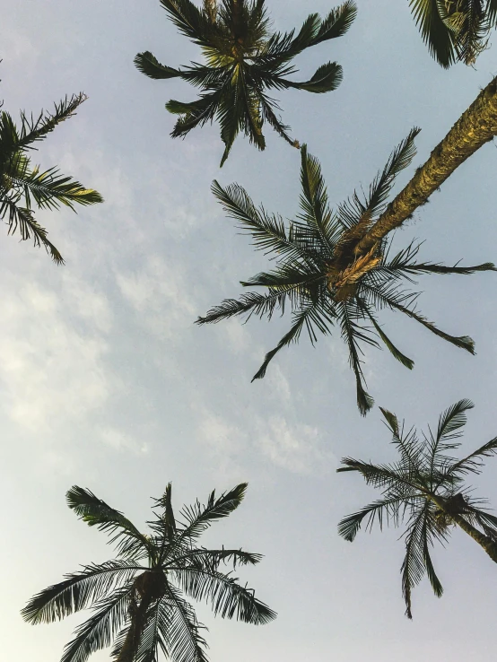 a group of palm trees against a blue sky, an album cover, unsplash, sumatraism, as seen from the canopy, low quality photo, multiple stories, high angle shot