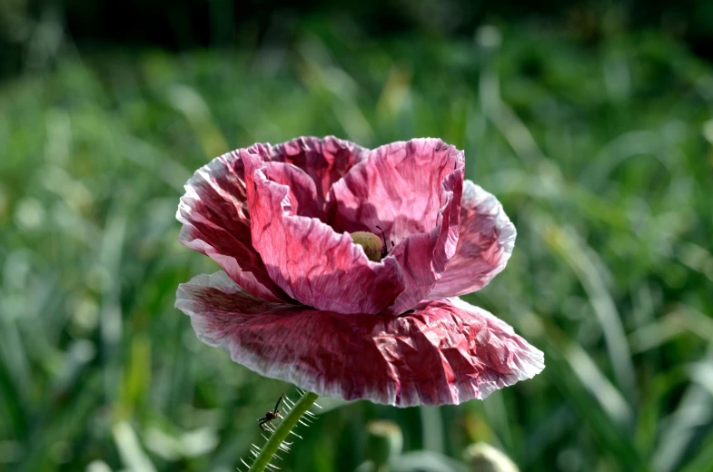 a pink flower sitting on top of a lush green field, wine-red and grey trim, dead but beautiful. poppies, made of glazed, paper
