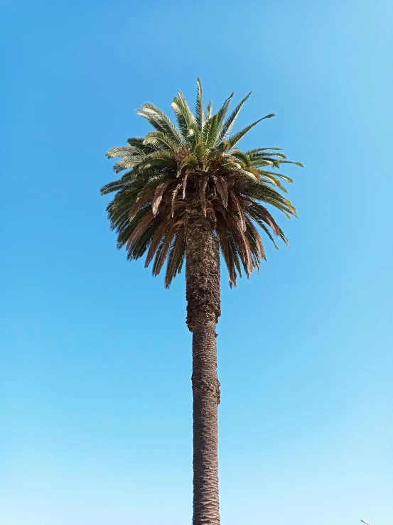 a tall palm tree sitting on top of a lush green field, trending on unsplash, hurufiyya, cloudless blue sky, the city of santa barbara, profile image, on a hot australian day