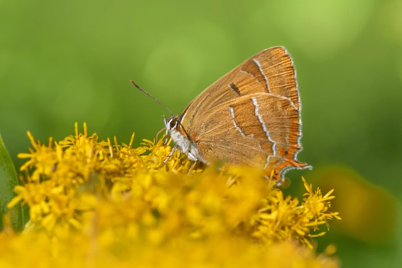 a brown butterfly sitting on top of a yellow flower, a macro photograph, by Andries Stock, hurufiyya, nina agdal, moss, getty images, some rust