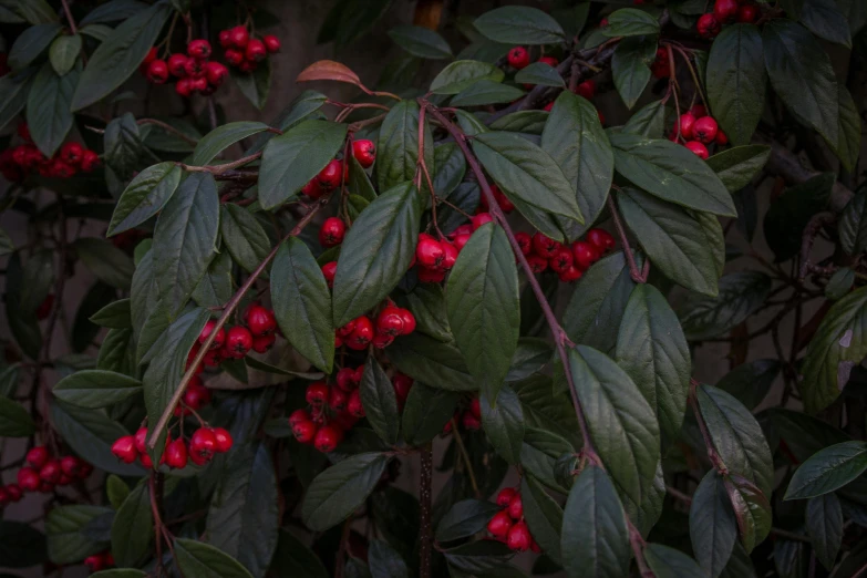 a bush of red berries with green leaves, inspired by Elsa Bleda, unsplash contest winner, paul pepera, dark hues, no cropping, crown of thorns