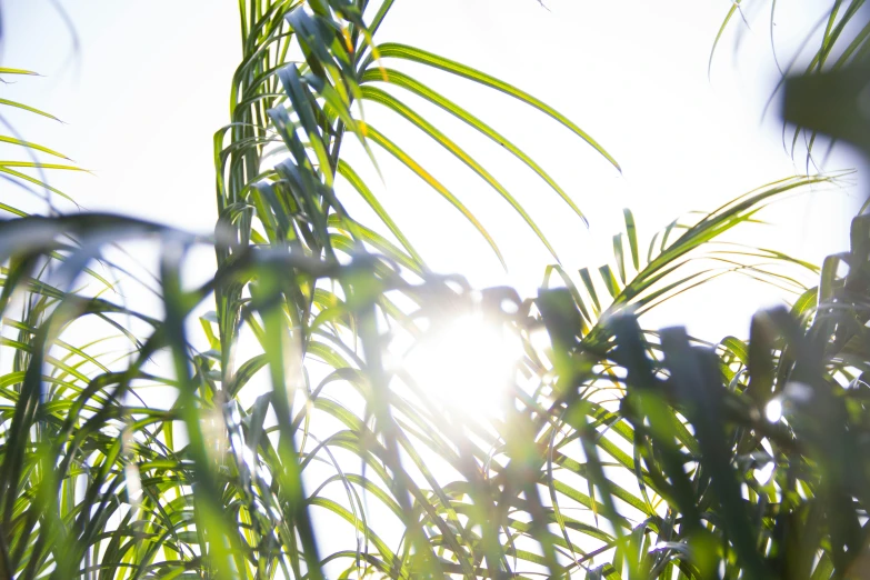 the sun shines through the leaves of a palm tree, unsplash, reeds, subtle lens flare, instagram photo, gardening