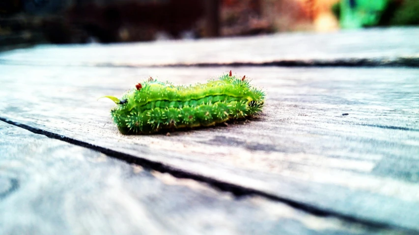 a green cater sitting on top of a wooden table, a macro photograph, by Anato Finnstark, darth vader as a caterpillar, shot on iphone, outdoor photo, ilustration