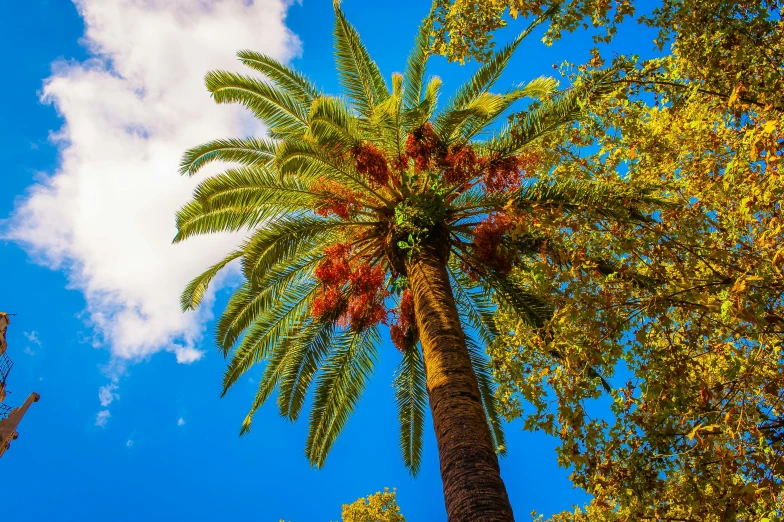 a tall palm tree in front of a blue sky, by Peter Churcher, unsplash, hurufiyya, full of colorful vegetation, “ iron bark, fruit trees, seville