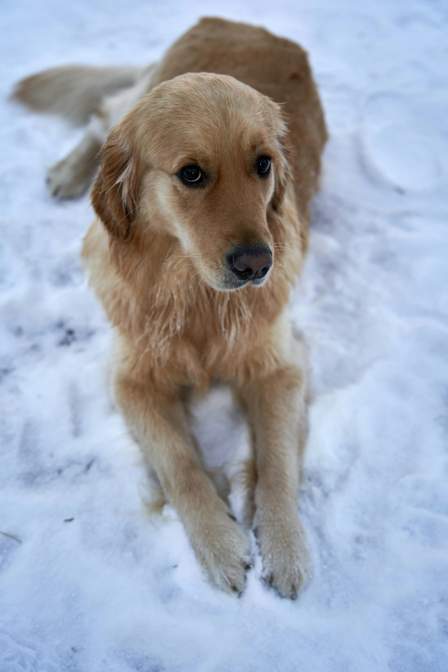 a dog that is laying down in the snow, slightly golden, ready to model, retired barney, 8k quality