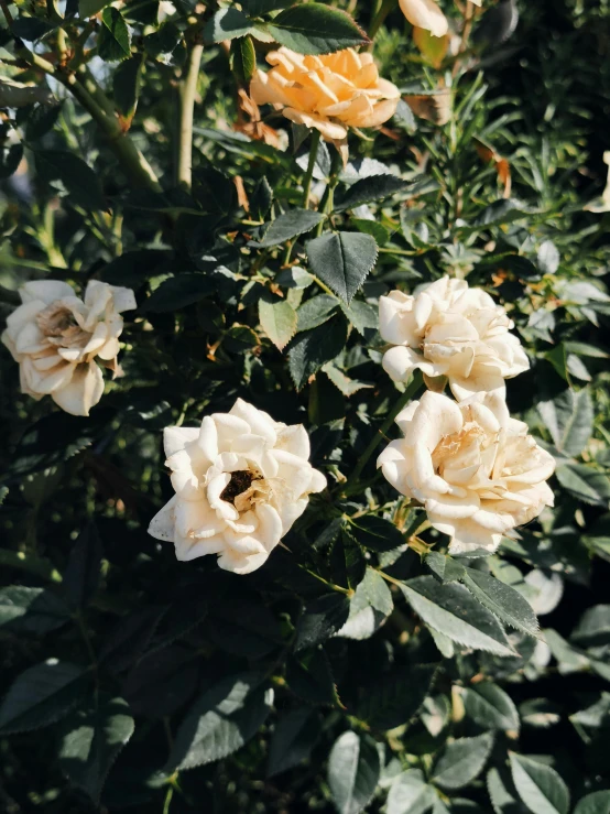 a bush of white and yellow roses in a garden, inspired by Elsa Bleda, trending on unsplash, low quality photo, slightly tanned, vsco, high angle close up shot