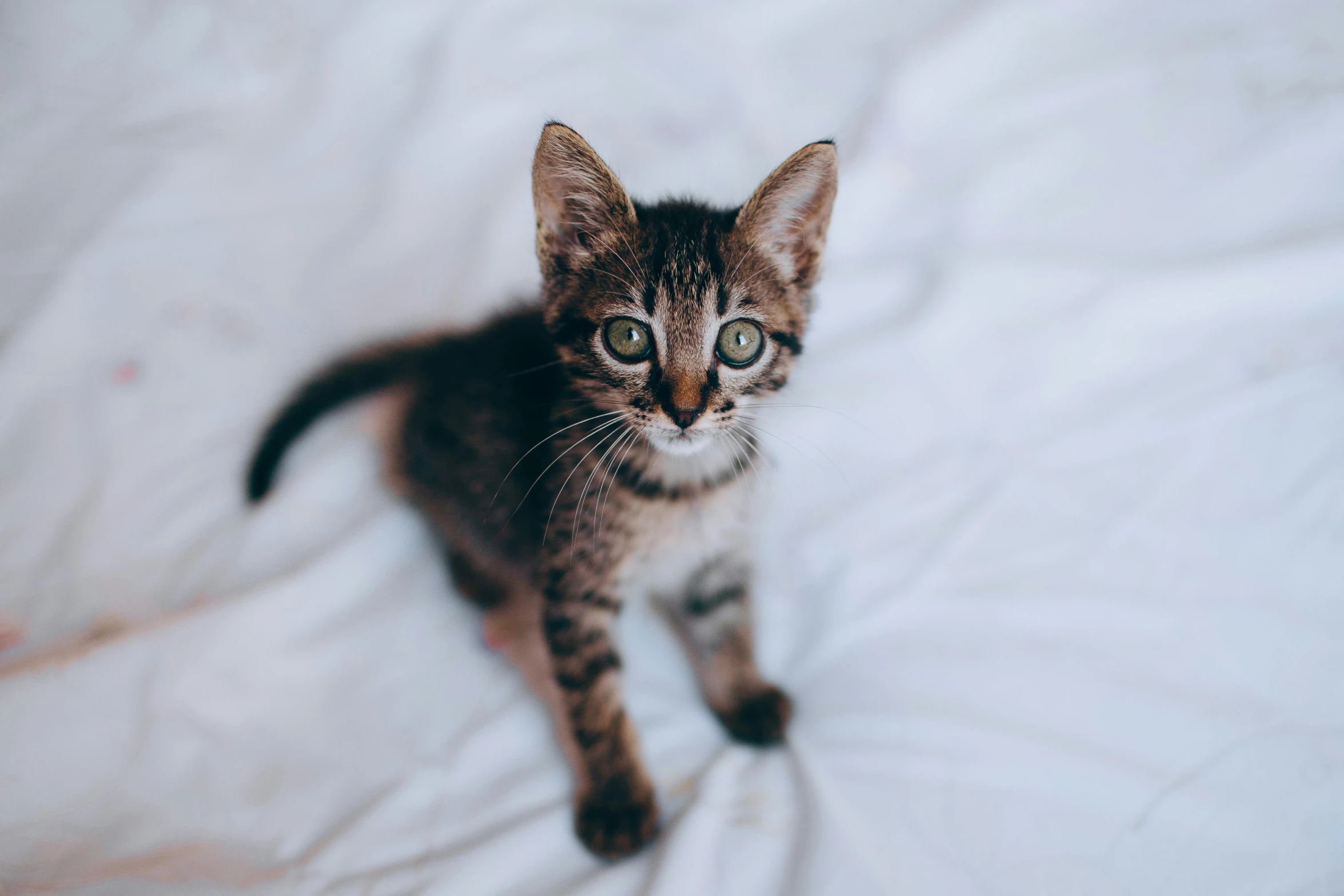 a small kitten sitting on top of a bed, pexels contest winner, highly polished, a high angle shot, slightly pixelated, sharp ears