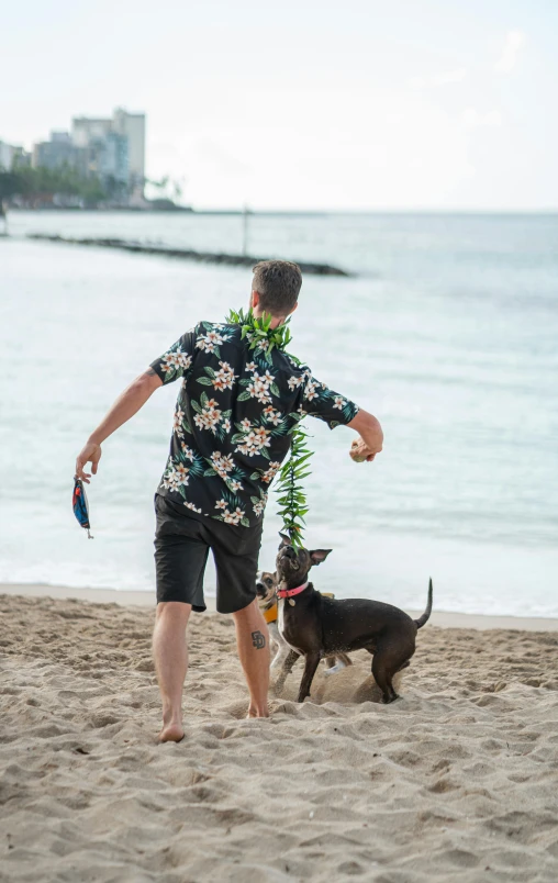 a man walking a dog on a beach, wearing a hawaiian dress, booze, fan favorite, square