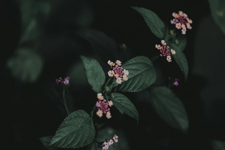 small pink flowers with green leaves on a dark background, unsplash, instagram post, background image, alessio albi, violet myers