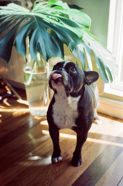 a black and white dog standing on a hard wood floor, tropical houseplants, french bulldog, taken with kodak portra, shocked