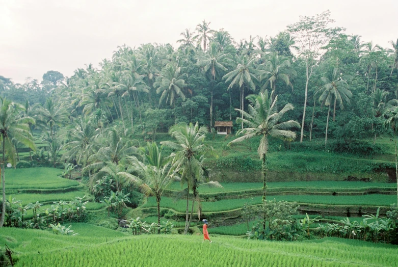 a person walking through a lush green field, inspired by Steve McCurry, sumatraism, slim aarons, 90s photo