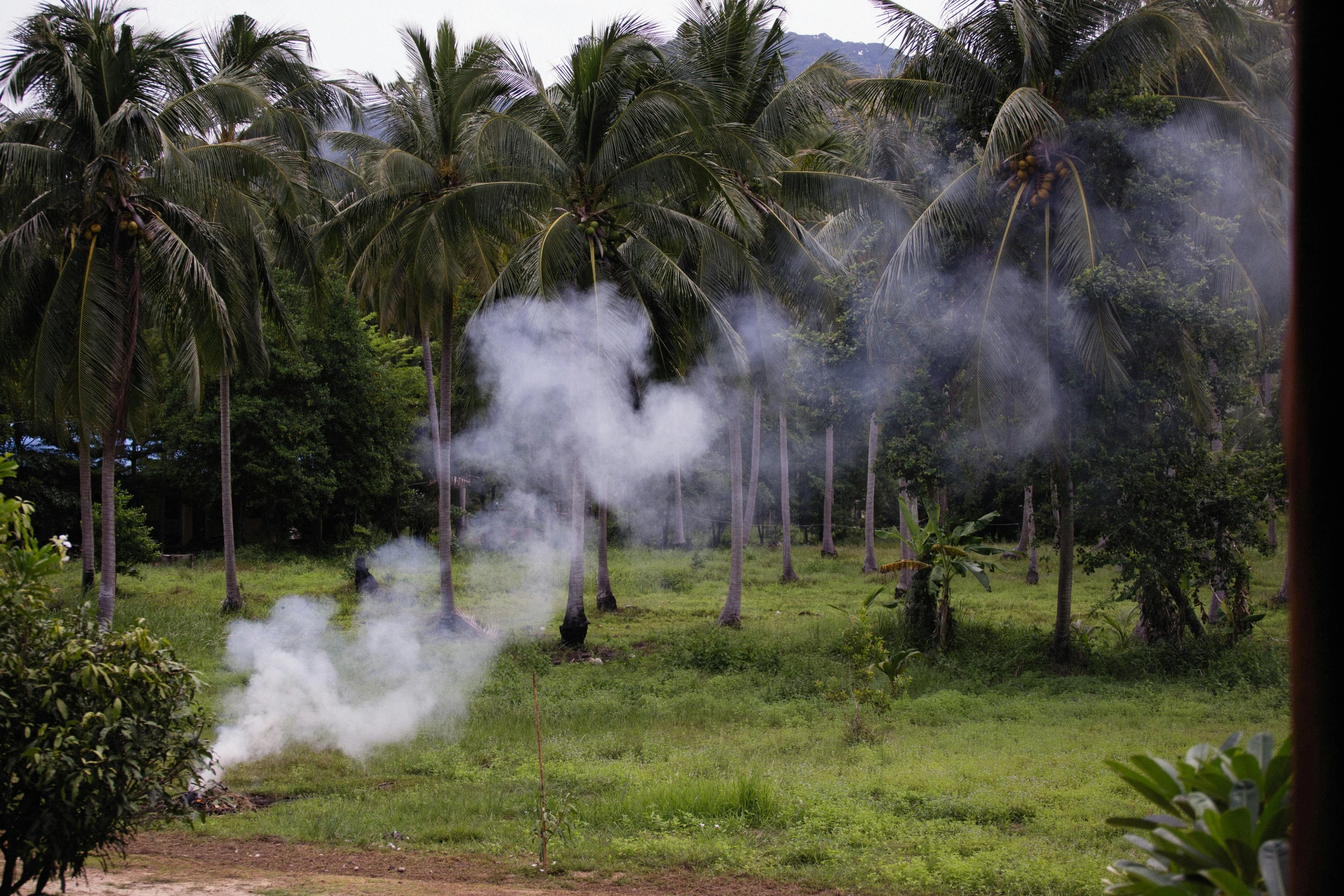 a group of people standing on top of a lush green field, sumatraism, :6 smoke grenades, coconut palms, background image, contain
