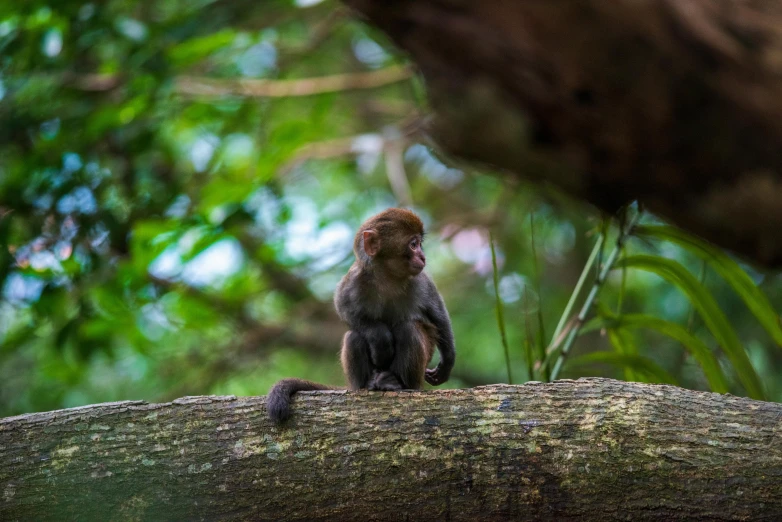 a monkey sitting on top of a tree branch, pexels contest winner, fan favorite, malaysian, slide show, sitting on a log