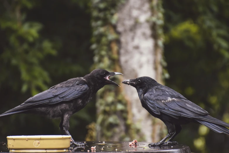 a couple of black birds standing on top of a table, by Emma Andijewska, pexels contest winner, renaissance, having a snack, 🦩🪐🐞👩🏻🦳, closeup 4k, menacing