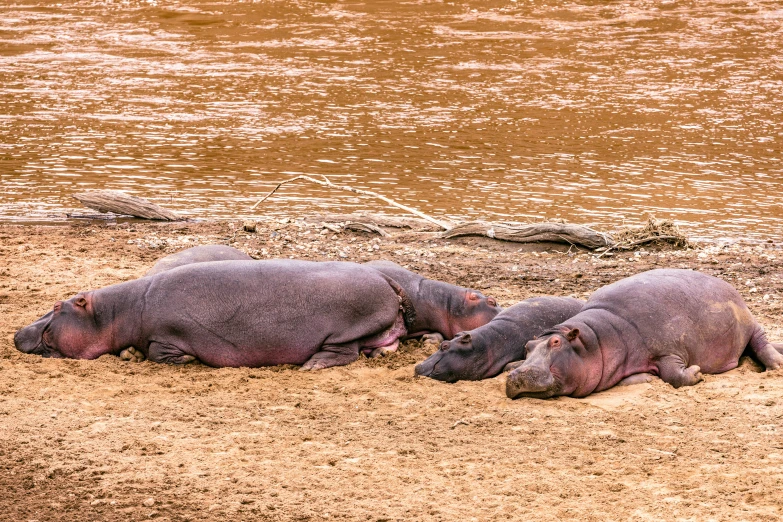 a couple of hippos laying on top of a sandy beach, pexels contest winner, hurufiyya, next to a river, pits, graphic print, three animals