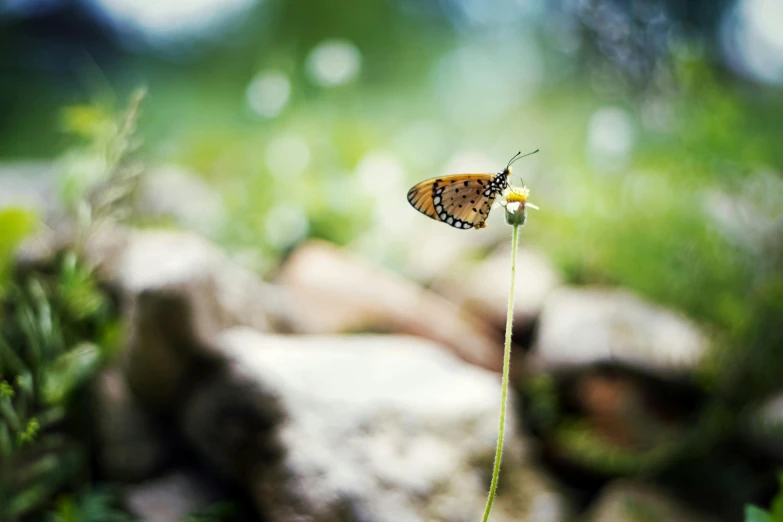 a butterfly that is sitting on a flower, unsplash, minimalism, hasselblad film bokeh, perched on a rock, low-angle, small