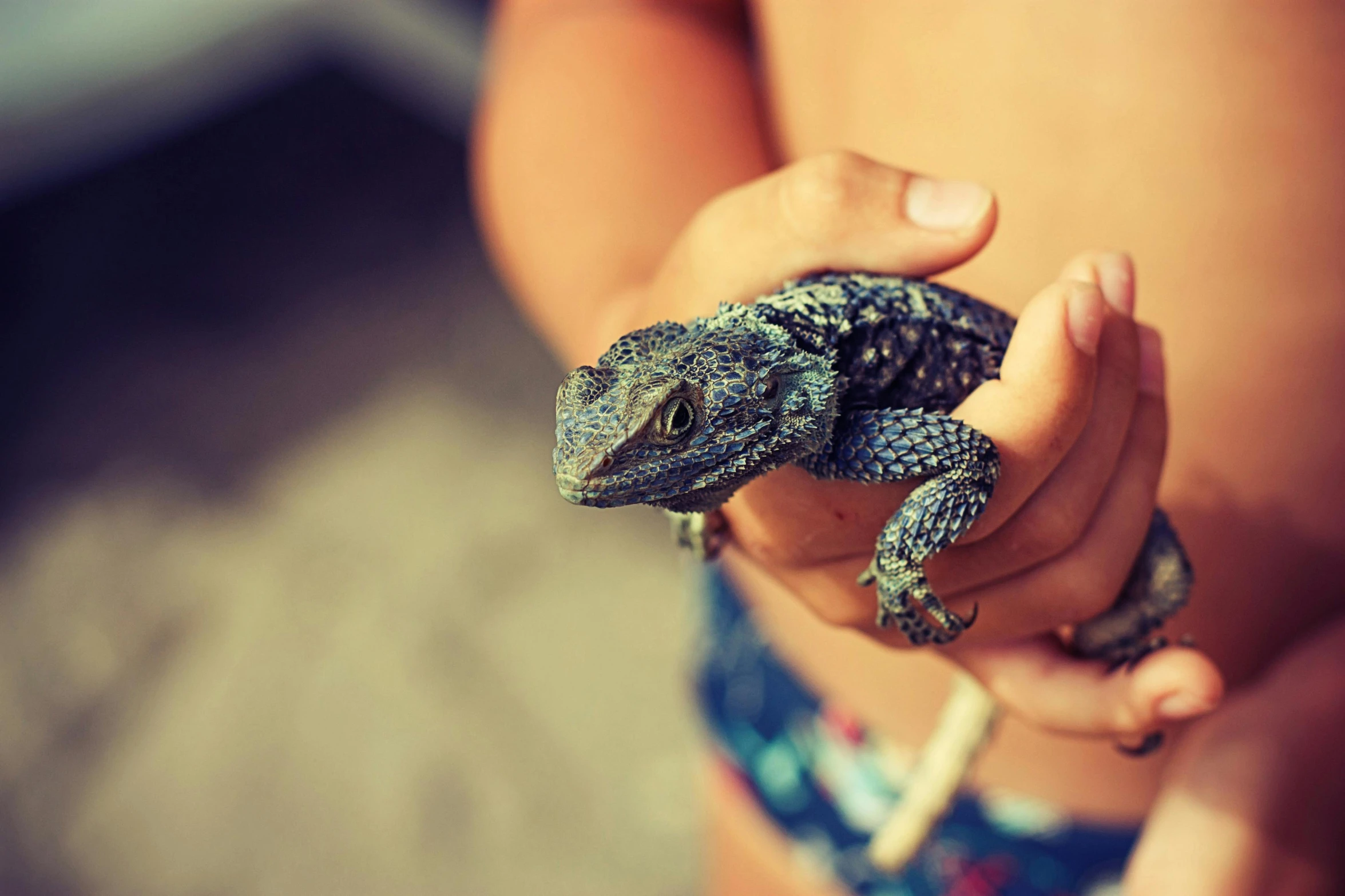 a close up of a person holding a lizard, toddler, blue, professionally post-processed, australian