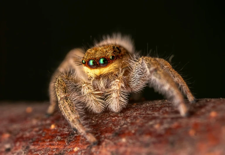 a close up of a jumping spider on a rock, pexels contest winner, hurufiyya, a wooden, young male, beautiful eyes medium shot, grey