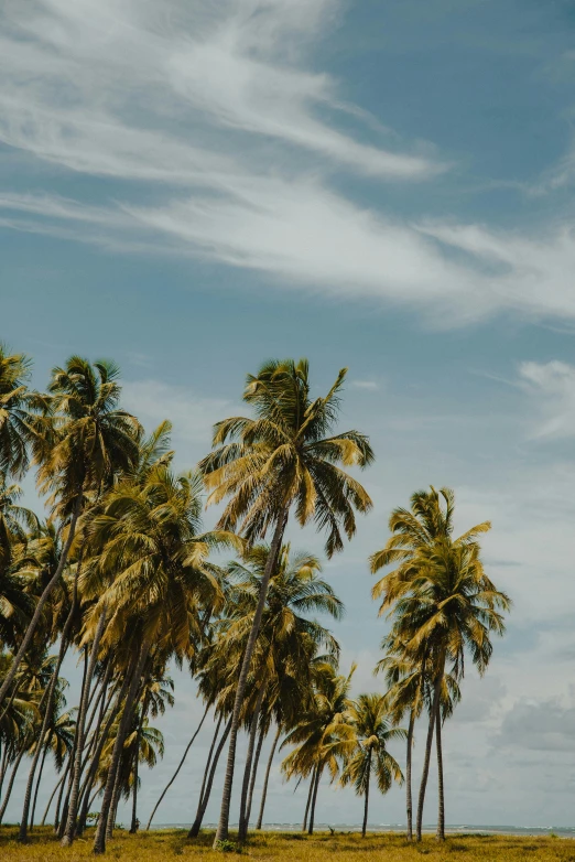 a group of palm trees sitting on top of a lush green field, trending on unsplash, tropical coastal city, sri lanka, multiple stories, low angle