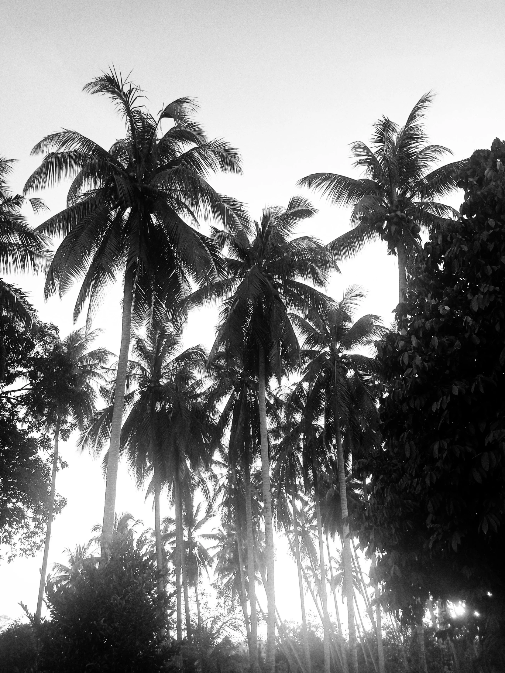 a black and white photo of palm trees, sumatraism, medium format, karolina cummings, :: morning, thailand