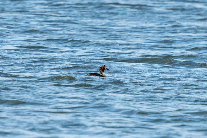 a bird floating on top of a body of water, in the sea, daffy duck, thumbnail, short telephoto