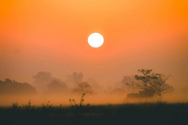 a giraffe standing on top of a grass covered field, pexels contest winner, romanticism, red sun over paradise, yellow mist, hazy fog, an expansive view of the sun