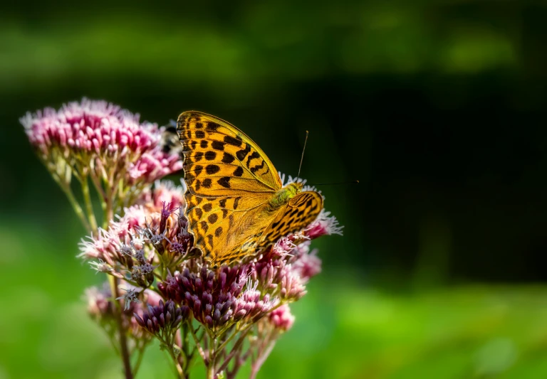 a close up of a butterfly on a flower, pexels contest winner, hurufiyya, green and pink, speckled, macro photography 8k, brown