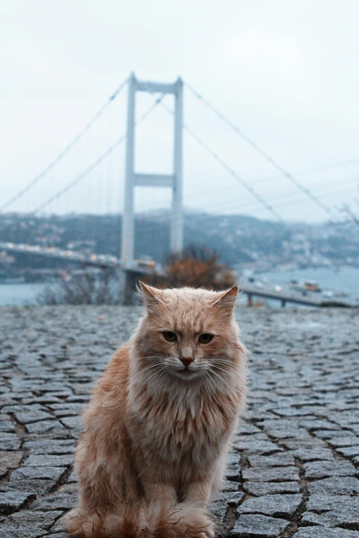 a cat sitting on the ground in front of a bridge, by Muggur, pexels contest winner, hyperrealism, istanbul, 9gag, full frontal portrait, overcast mood