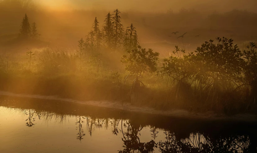 a body of water surrounded by trees on a foggy day, by Jessie Algie, unsplash contest winner, tonalism, located in a swamp at sunrise, yellow mist, taiga landscape, frans lanting