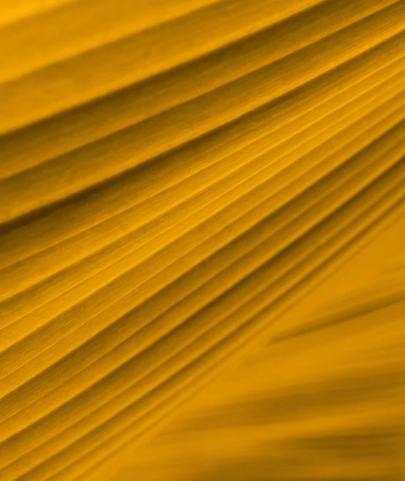 a close up view of a banana leaf, by Thomas Häfner, gradient yellow, dynamic folds, cardboard, volumeric ghostly rays