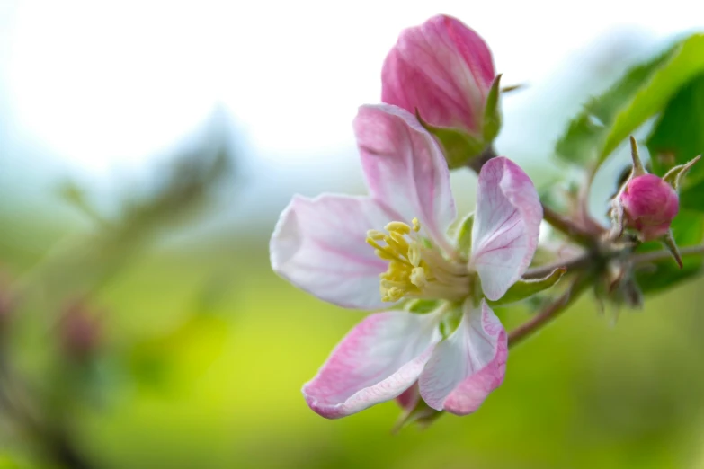 a close up of a flower on a tree, by David Simpson, unsplash, apple, pink white and green, as photograph