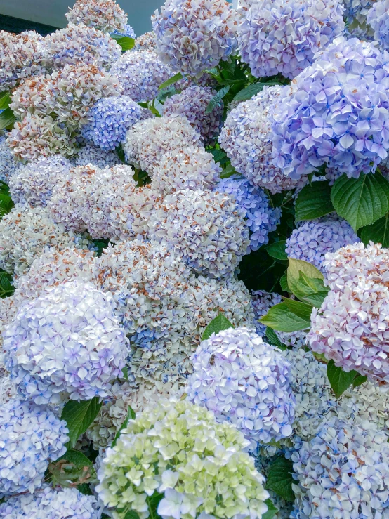 a close up of a bunch of purple and green flowers, light blues, deity of hydrangeas, very large, no cropping