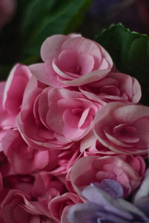 a close up of a bunch of flowers, gigantic pink ringlets, immaculate shading, finely textured, dimly - lit