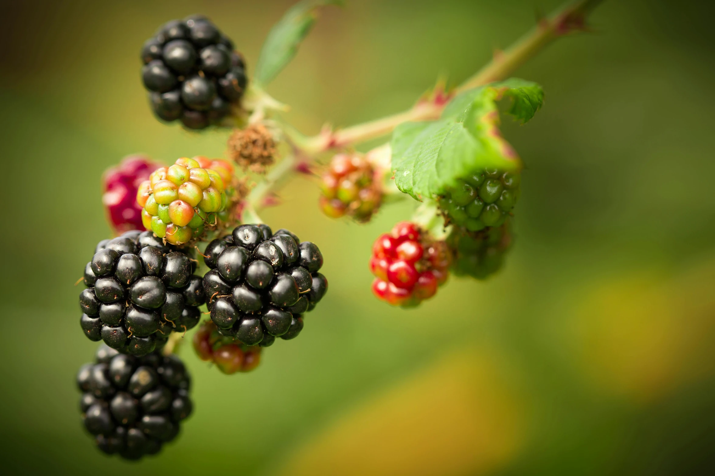 a close up of a bunch of blackberries on a branch, unsplash, illustration”, multi - coloured, depth of field ”, 8k resolution”