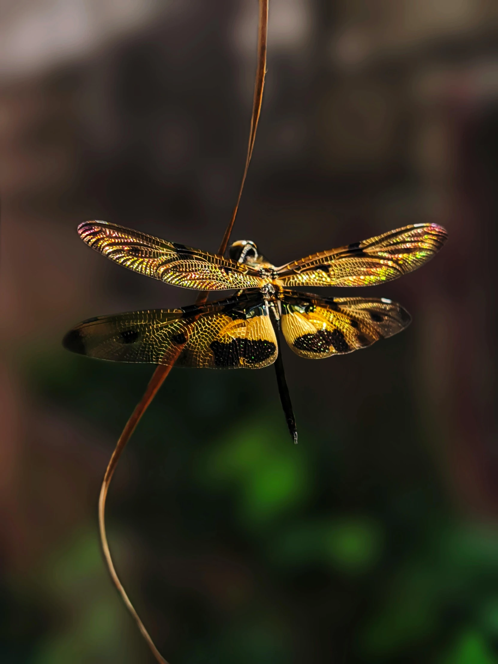 a close up of a dragonfly on a twig, pexels contest winner, photorealism, ultra detailed wire decoration, avatar image